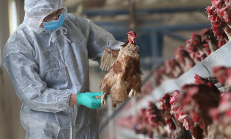 Ghana loses about 10,000 birds to Bird Flu within 3 days