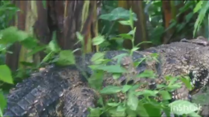 Strange Crocodiles invade Fumso