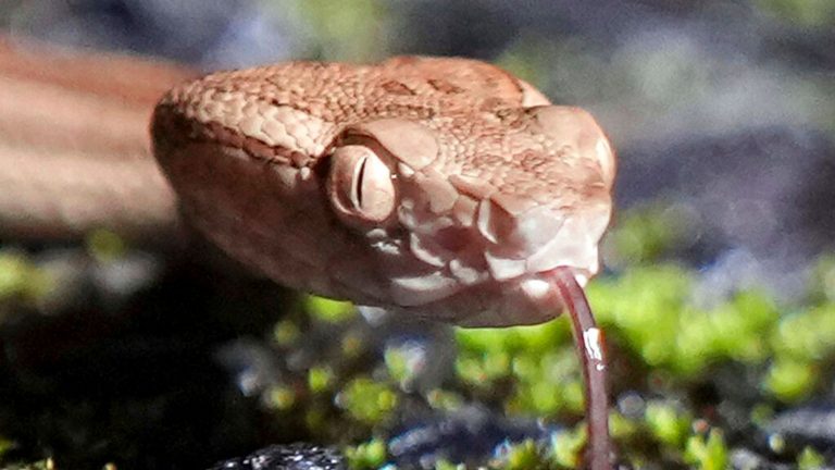 Woman finds snake and 17 babies under her bed after reptile ‘gave birth’