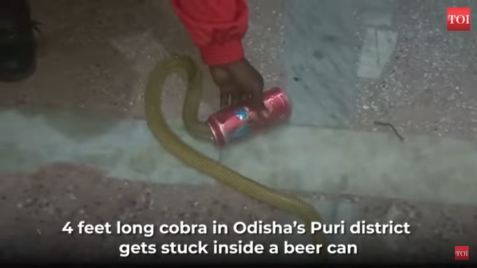 Cobra