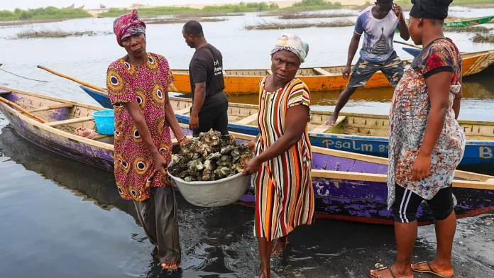 Oyster Farming in Ghana Under Pressure as Women Fight Climate Change Impacts