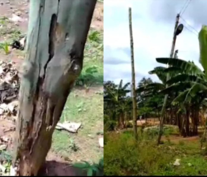 Termite-Infested Electric Poles Endanger Lives in Soko Community