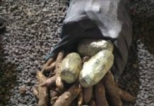 Ashaiman Drug Bust: Police Seize 18 Slabs of Indian Hemp Hidden Among Cassava Ashaiman Drug Bust Hidden Among Cassava