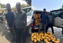 Tema Police Intercept Over 1,600 Parcels of Suspected Narcotic Drugs Tema Police Intercept Over 1,600 Parcels of Suspected Narcotic Drugs