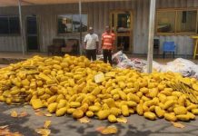 Police Seize Truck Carrying Suspected Cannabis, Arrest Two in Bribery Attempt Police Seize Truck Carrying Suspected Cannabis, Arrest Two in Bribery Attempt