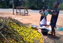 When Abundance Becomes Waste: How a Mini Orange Factory Could Transform Anyinasusu and Drive Sustainable Development Anyinasusu