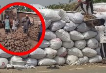 Evans Manasseh Writes: The Silent Crisis Facing Yam and Cassava Farmers in the Oti and Northern Regions Evans Manasseh Writes: The Silent Crisis Facing Yam and Cassava Farmers in the Oti and Northern Regions