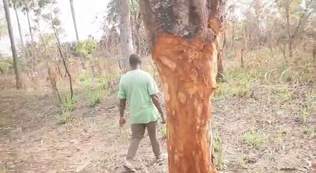 Afram Plains Farmers