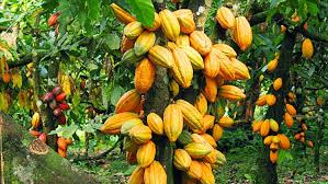 World Bank Commits $75 Million to Cocoa Rehabilitation in Ghana World Bank Commits $75 Million to Cocoa Rehabilitation in Ghana