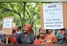 Cocoa Farmers Declare MP ‘Wanted’ Over Alleged Broken Price Promise Cocoa Farmers Declare MP ‘Wanted’ Over Alleged Broken Price Promise