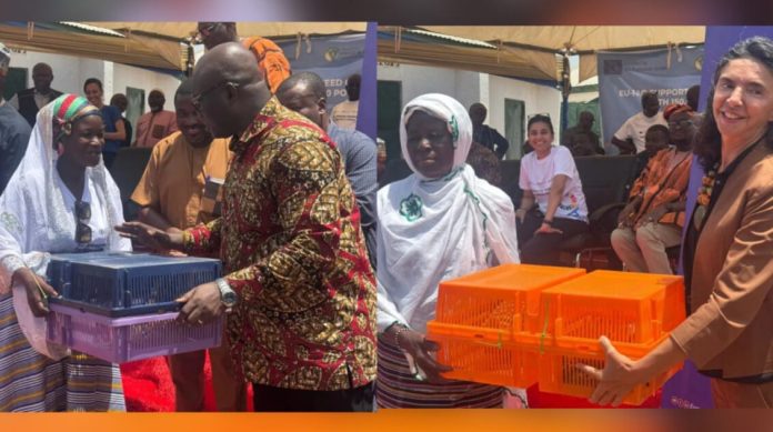 EU Boosts ‘Feed Ghana’ Programme with 150,000 Poultry Birds to Cut Imports