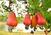 Cashew Sector Set for Boost as Ghana Moves to Curb Raw Exports Cashew Sector Set for Boost as Ghana Moves to Curb Raw Exports