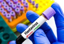 WHO Reports 12 Hantavirus Cases, Three Deaths as Monitoring Continues WHO Reports 12 Hantavirus Cases, Three Deaths as Monitoring Continues