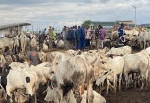 MOFA Warns Against Unauthorized Livestock Markets Ahead of Islamic Festival MOFA Warns Against Unauthorized Livestock Markets Ahead of Islamic Festival