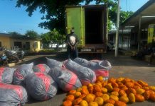 Tema Police Intercept Suspected Indian Hemp Consignment, Arrest One Tema Police Intercept Suspected Indian Hemp Consignment, Arrest One