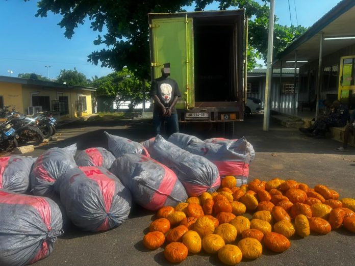 Tema Police Intercept Suspected Indian Hemp Consignment, Arrest One Tema Police Intercept Suspected Indian Hemp Consignment, Arrest One