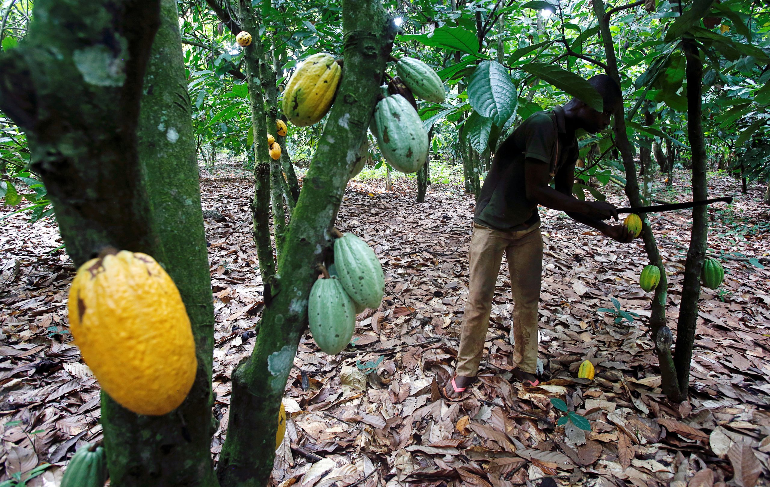 Ghana’s cocoa production is expected to fall 16% next season