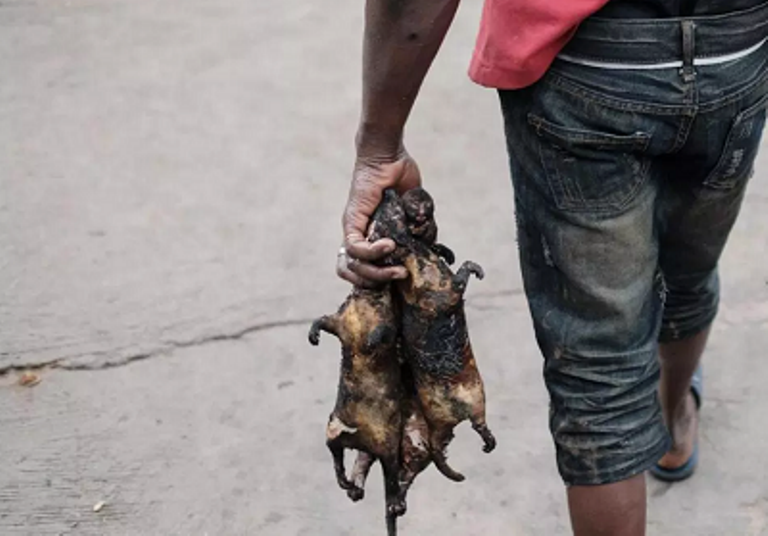 Ghana Bans Hunting