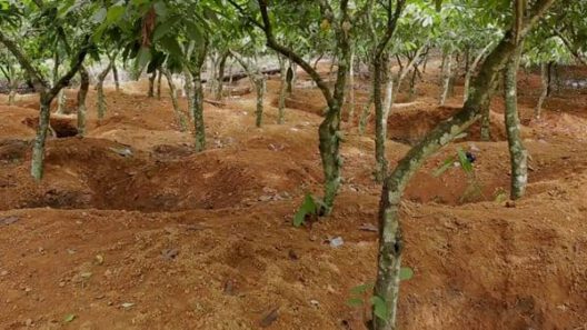 COCOA FARMS