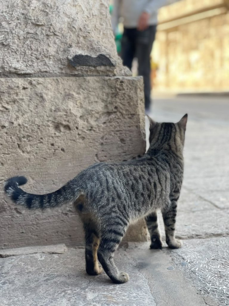 The Guardians of Egypt – Madugu Observes